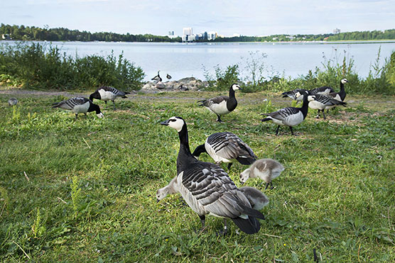 Merenrantanurmikolla laiduntavia valkoposkihanhipoikueita